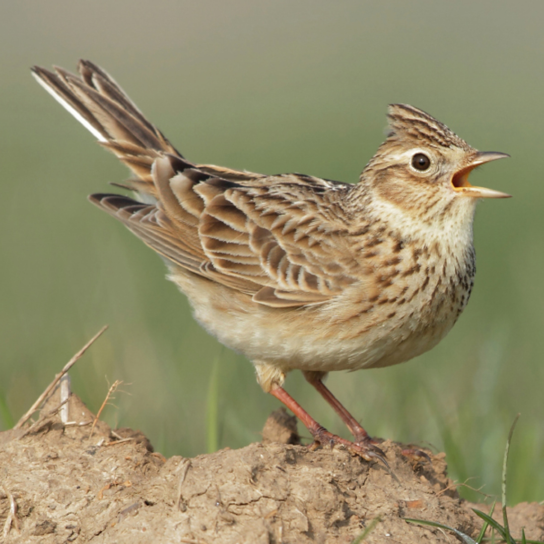 Yoqimli qoramagiz bilan jinsiy aloqa